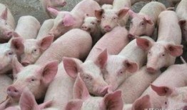 热点爆料养猪的视频,热点视频带你直击养殖现场