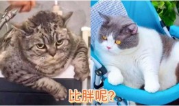 小猫有趣爆料视频大全图片,小猫趣味爆料大集合