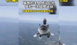 小猫有趣爆料视频大全图片,小猫趣味爆料大集合