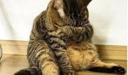 胖猫爆料哭泣发文视频,揭秘背后感人故事