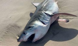 新闻爆料海鱼事件真相视频,视频揭露惊人内幕