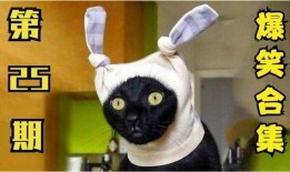 小猫有趣爆料视频大全图片,小猫趣味爆料大集合