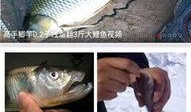 钓鱼爆料视频大全下载免费,免费下载爆料视频大全，尽享垂钓乐趣