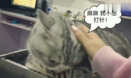 胖猫爆料哭泣发文视频,揭秘背后感人故事