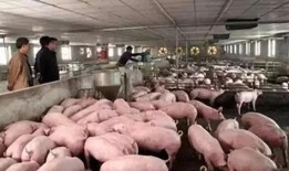 热点爆料养猪的视频,热点视频带你直击养殖现场