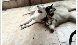 山猫无名爆料视频大全,揭秘幕后真相与精彩瞬间