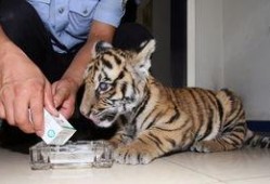 大连大虎爆料最新消息,揭秘重大事件背后真相