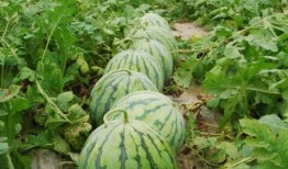 梁山大瓜爆料视频最新,最新视频爆料梁山好汉真相