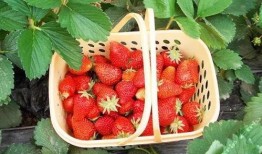 娱乐吃瓜君草莓,揭秘娱乐圈那些不为人知的幕后故事