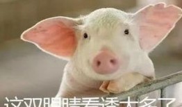 热点爆料养猪的视频,热点视频带你直击养殖现场