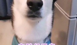 二狗与表哥互相爆料视频,视频曝光背后真相